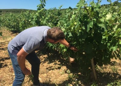 Provence Wine Tours - Winemaker in Bandol checking his vines