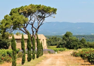 Provence Wine Tour - Wine Estate in Lubéron