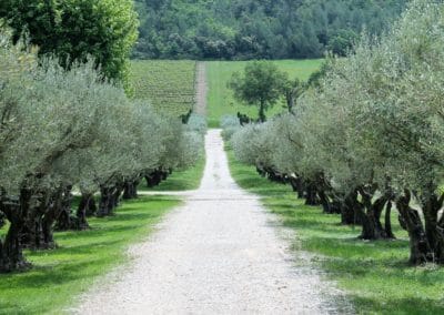 Provence Wine Tours - A path in a wine estate, surrounded by olive trees