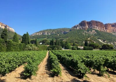 Provence Wine Tours - A vineyard in Cassis, Provence, with mountain background