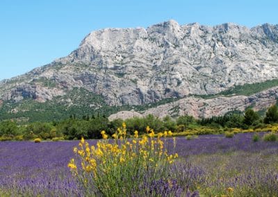 Provence Wine Tours - At the foothills of the Sainte-Victoire, lavender and broom.