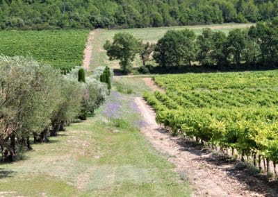 Provence Wine Tours - A vineyard surrounded by olive trees