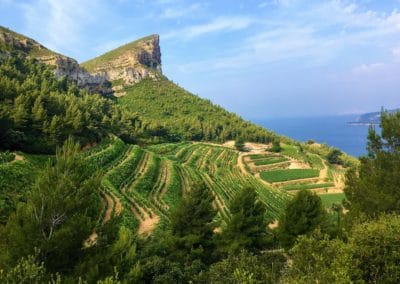 Provence Wine Tours - Plane view of a wine property in Cassis, with a sea background