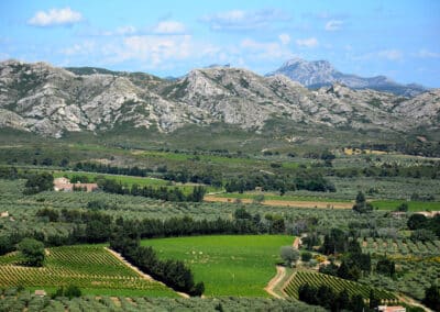 Oliviers and vines Baux de Provence
