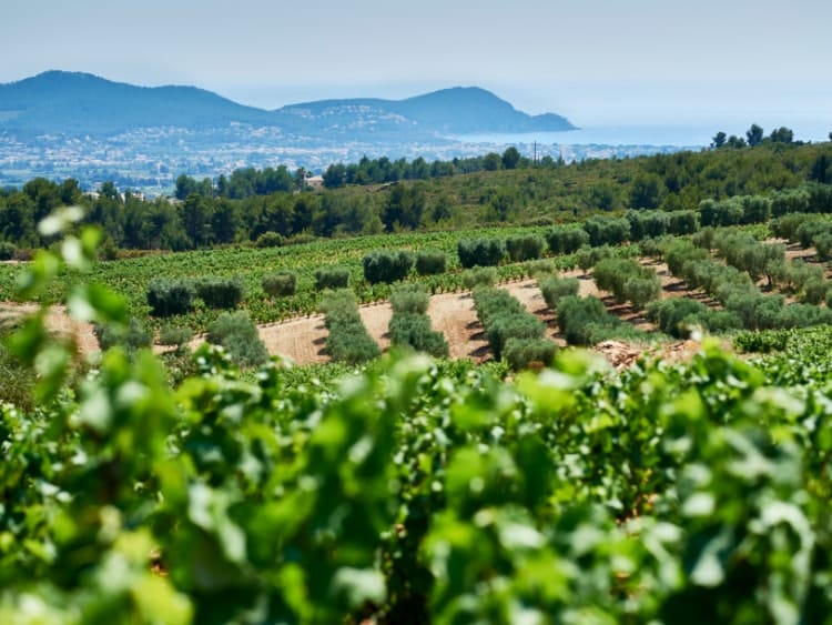 view-Cassis-sea and vinyards